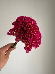 Image result for Celosia nervosa