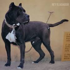 This coat color is always accompanied by a black mask and the the colors range from bronze and very rich red all the way to light creamy fawn coats. Colour Of Presa Canario Part 1 Rey Gladiador Top Presa Canario Breeders In Kentucky Usa