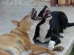 Some Days….You Gotta Laugh -