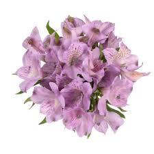 Container will treat over 6,000 sq. Floral Department Pick N Save