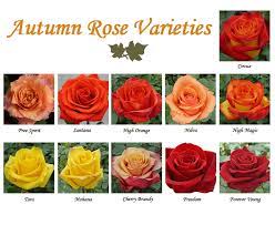 Our bare root roses season has come to an end this spring. 30 Diagrams To Make You Master In Growing Roses Balcony Garden Web