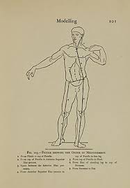 Start by drawing basic construction lines using a step by step approach and draw the. Body Proportions Wikiwand