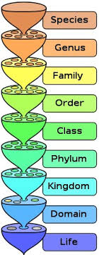 Maybe you would like to learn more about one of these? Urutan Taksonomi Biologi