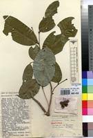 Image result for Uvariodendron