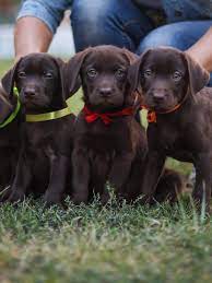 Labrador Welpen Labradorseite De