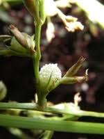 Image result for Scleria arcuata