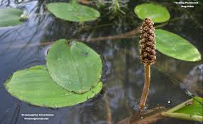 Image result for Potamogeton richardii