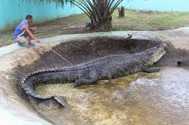 14 Amazing Facts That Makes Palawan The Best Place To Visit Palawan Adventure Guide Saltwater Crocodile Crocodiles Giant Animals