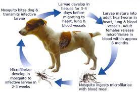 What are the signs that tell your dog has heartworms? Heartworm Diseases Vetwest Animal Hospitals