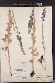 Image result for Galium scabrellum