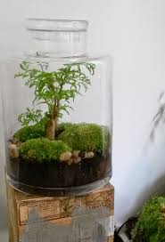 Les Decouvertes Les Plus Enthousiasmantes Sont Souvent Le Fruit Du Hasard Ce Fut Le Cas Pour La Boutique Green Fa Jardin De Verre Jardin Bocal Bocaux Plantes