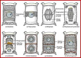 Mitosis and meiosis take place in eukaryotic cells and are more advanced. Plant Cell Division