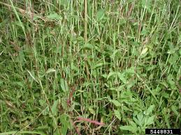 Image result for Arthraxon hispidus