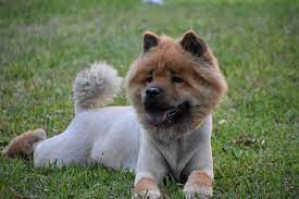 Outstandingly Amusing Information About The Chow Lab Mix Pet Ponder