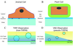Carries genetic information and controls what happens inside the cell. Peripheral Boundaries Around Animal And Plant Cells A Schematic Download Scientific Diagram
