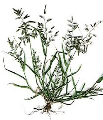 Image result for Eragrostis arenicola