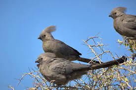 Explore tweets of bird group @birdgrp on twitter. File Grey Go Away Bird Group Jpg Wikimedia Commons