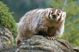 European Badger Facts Habitat Diet Baby Pictures