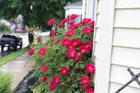 Rose bushes in the garden bring to mind the cultured english homestead with wrought iron fencing and gardeners in their wellies poking about in the rain. Is This Dr Huey