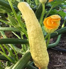 Learn about common problems for zucchini and squash plants and how to deal with them! Friulana Summer Squash A Big Winner Giantveggiegardener