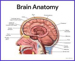The central nervous system (cns) consists of the brain and the spinal cord, while the peripheral nervous system (pns) consists of sensory neurons, ganglia (clusters of neurons) and nerves. Nervous System Anatomy And Physiology Nurseslabs