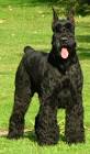 Miniature Schnauzer Dog Breed Information and Pictures