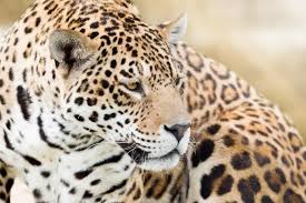 Blue leopard, jaguar, lynx skin background. How Often Do Jaguars And Pumas Meet In The Wild