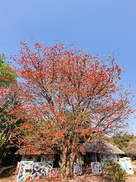 Image result for Erythrina lysistemon