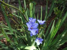 Image result for Aristea angolensis