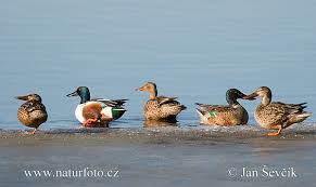 Check spelling or type a new query. Itik Paruh Sudu Foto Gambar