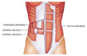 One Component Of The Six Week Postpartum Visit Is The Assessment Of The Rectus Abdominis Muscles Separation O Best Core Workouts Lower Ab Workouts Abs Workout