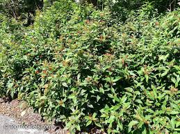 Image result for Justicia spicigera