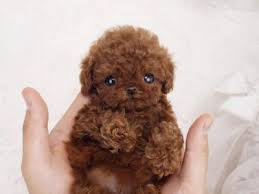 Few know that these little dogs miniature poodles stand 15 inches and shorter at the shoulders and weigh 15 to 17 lbs. Tiny Teacup Poodle For Sale Micro Puppies Poodles For Sale