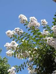 Diversi diverse specie botaniche di piante fioriscono in primavera. Lagerstroemia Piccolo Albero Fiorito D Estate Passione In Verde