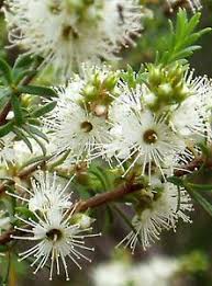 Image result for Annickia ambigua