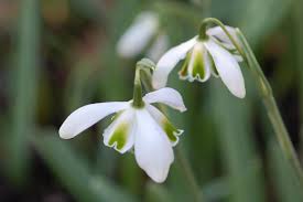 Maybe you would like to learn more about one of these? Galanthus Shop