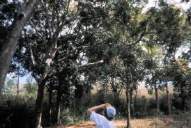 Image result for Cassipourea mollis