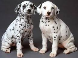 Dalmacyalilarin Orijinleri Hakkinda Farkli Dusunceler Vardir Cunku Benekli Kopekler Afrika Da Asya Da Ve Avrupa Da Gor Dalmatian Puppy Puppies Dalmatian Dogs