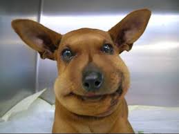 Best bee sting dog nose Top Sellers Black Friday