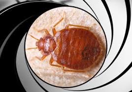 We were able to have a nice walk around the orange mall which was. Bed Bug Control San Diego Bed Bug Treatments San Diego