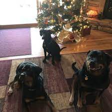 Vet hospital in union city, ca. Union County Pet Hospital Veterinarians 373 Blue Ridge Hwy Blairsville Ga Phone Number