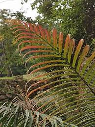 Image result for Blechnaceae