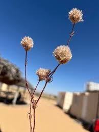 Image result for Polycarpaea corymbosa