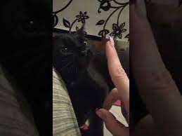 chernyj kot dzhaz youtube animal tattoo cats