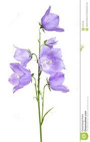 Bellflower Botanical Painting Botanical Prints Watercolor Flowers