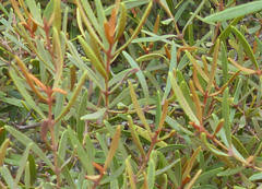 Image result for Equilabium selukwense