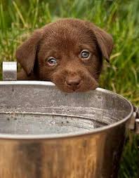 Cute Chocolate Lab Chiots Mignons Chevaux Et Chiens Et Animaux Mignons