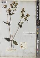 Image result for Blainvillea gayana