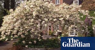 With a huge range of over 500 varieties, there's everything from the most popular garden trees to more unusual or rare choices! 10 Of The Best Trees For Small Gardens Life And Style The Guardian