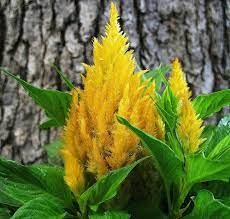 Yellow Celosia Flower Farm The Great Outdoors Plants